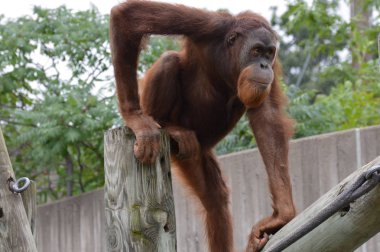 Açık havada orangutan.