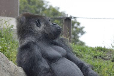 Goril açık havada