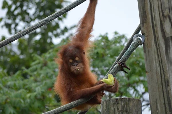 Un bébé orang-outan — Photo