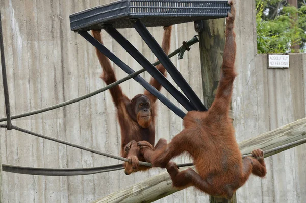 Açık havada orangutan. — Stok fotoğraf