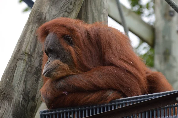 Orangutan na platformie — Zdjęcie stockowe