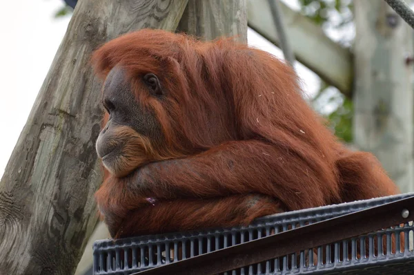 Orangutan na platformě — Stock fotografie