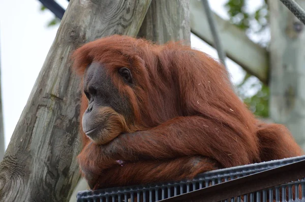 Orangutan em uma plataforma — Fotografia de Stock