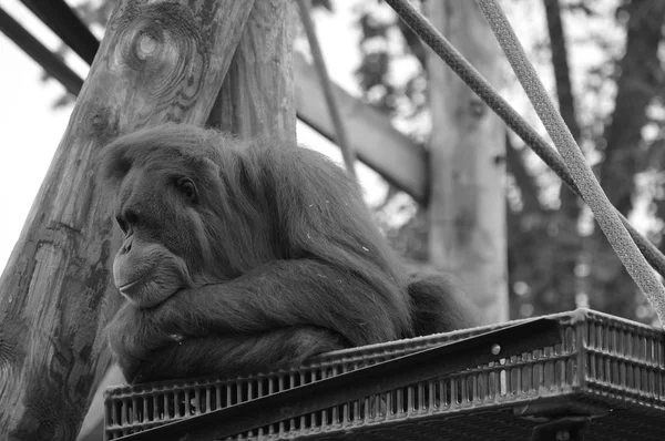 Orangutan na platformie — Zdjęcie stockowe