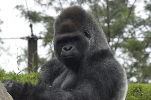 Gorilla im Freien — Stockfoto