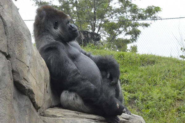 Gorilla in mezzo alla natura — Foto Stock