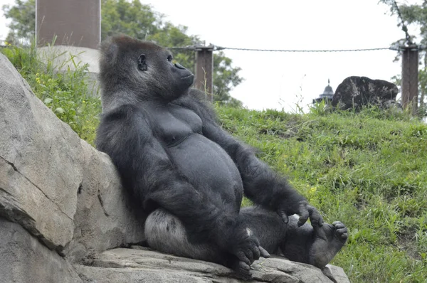 Gorila al aire libre — Foto de Stock