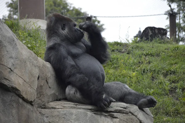 Gorilla im Freien — Stockfoto