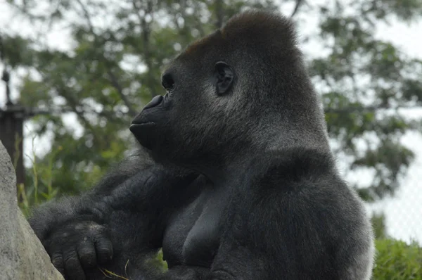 Gorilla im Freien — Stockfoto