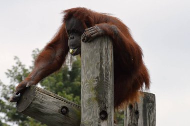 Orangutan bir yayında
