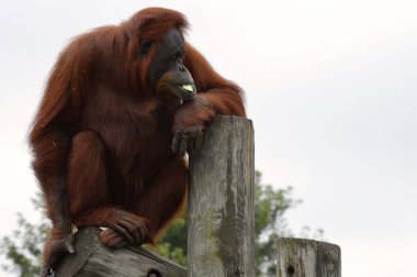 Orangutan bir yayında