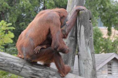 Orangutan bir yayında