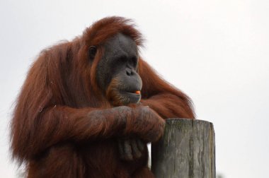 Orangutan bir yayında