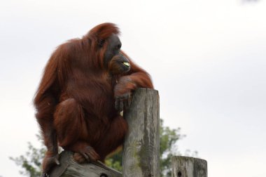 Orangutan bir yayında