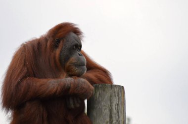 Orangutan bir yayında