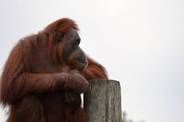 Orangutan bir yayında