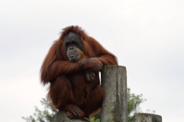 Orangutan bir yayında