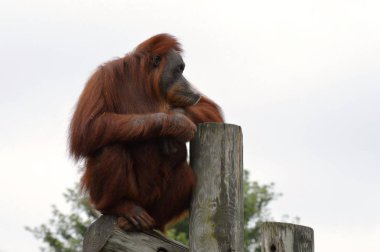 Orangutan bir yayında