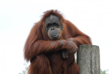 Orangutan bir yayında