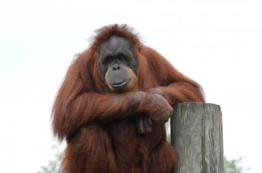 Orangutan bir yayında
