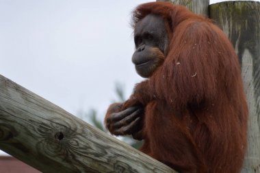 Orangutan bir yayında