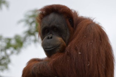 Orangutan bir yayında