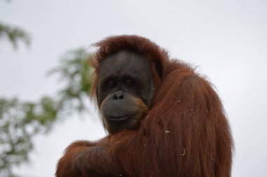 Orangutan bir yayında