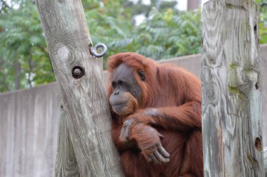 Orangutan bir yayında