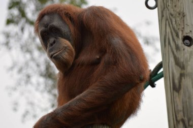 Orangutan bir yayında