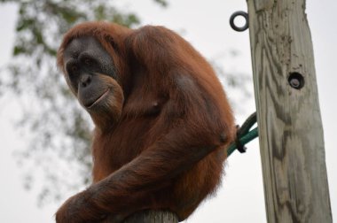 Orangutan bir yayında