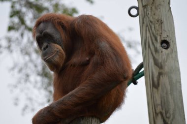 Orangutan bir yayında