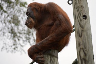 Orangutan bir yayında