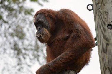 Orangutan bir yayında
