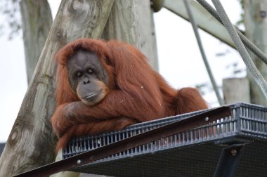 Orangutan bir platformda