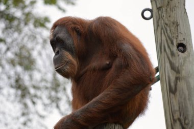 Orangutan bir yayında