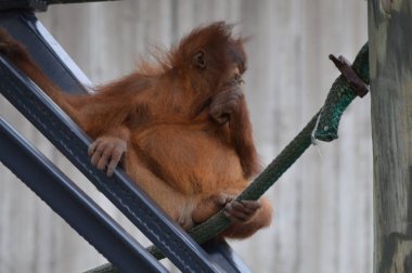 Bir bebek Orangutan