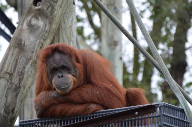 Orangutan bir platformda