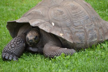 Bir Galapagos Kaplumbağa.