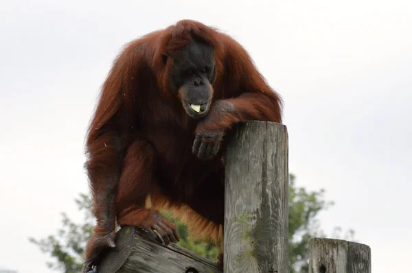 Orangotango em um correio — Fotografia de Stock