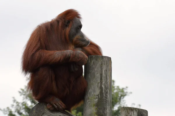 Orangutan on a post — Stock Photo, Image