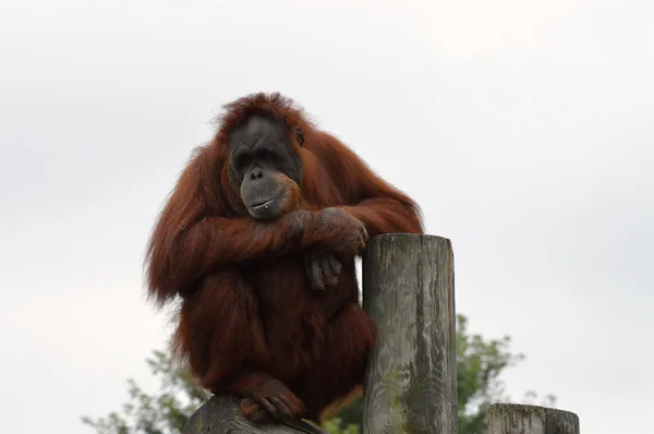 Orang-Utan auf einem Posten — Stockfoto