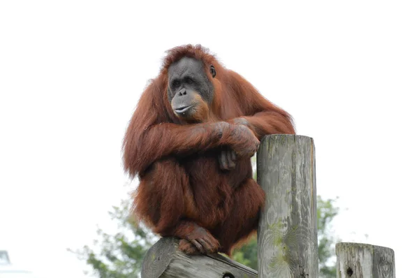 Orangután en un poste —  Fotos de Stock