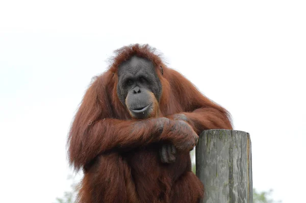 Orangutan on a post — Stock Photo, Image