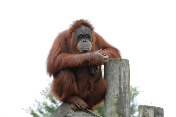 Orangután en un poste —  Fotos de Stock