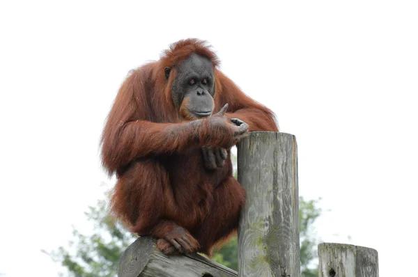 Orang-Utan auf einem Posten — Stockfoto