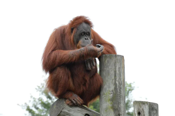 Orang-Utan auf einem Posten — Stockfoto
