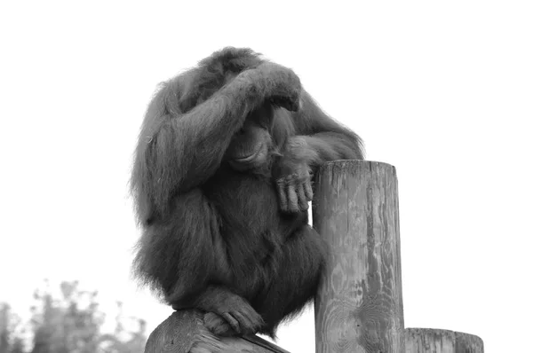 Orangutan on a post — Stock Photo, Image