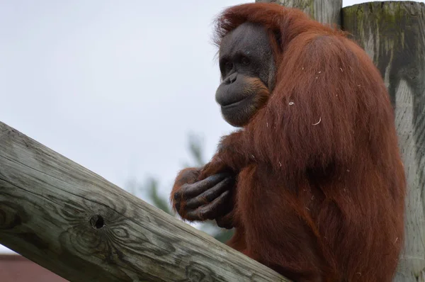 Orangutan su un posto — Foto Stock