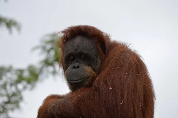 Orangotango em um correio — Fotografia de Stock