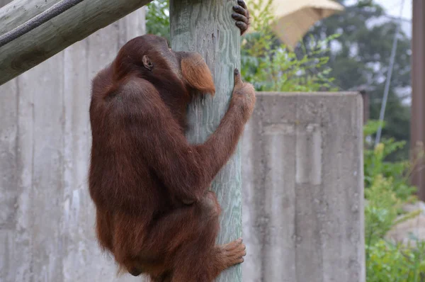 Açık havada orangutan. — Stok fotoğraf